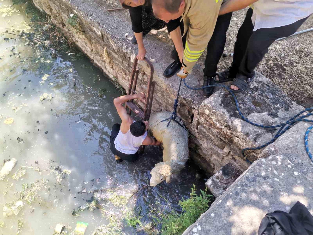 Mardin\'de havuza düşen koyun itfaiye tarafından kurtarıldı