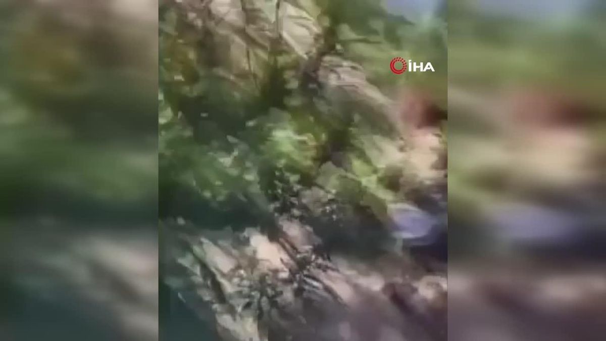 Manisa\'da ormanlık alanda kenevir yetiştiren şahıslar yakalandı