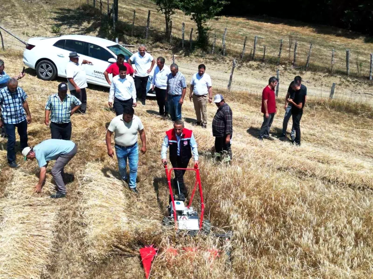 Samsun\'da Organik Kavılca Buğdayı Hasadı ve Hasat Makinesi Dağıtımı Gerçekleştirildi