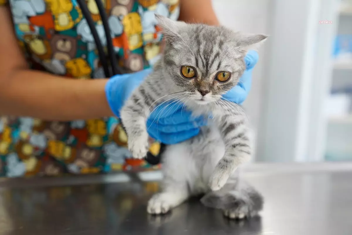 Tepebaşı Belediyesi \'Satın Alma Sahiplen\' Şenliğiyle Can Dostları Sahiplendirildi