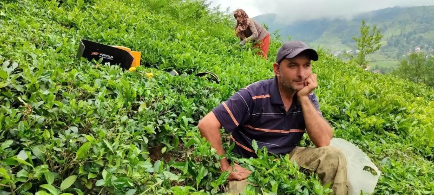 ÇAYKUR, günlük çay alım kontenjanını dekara 20 kilogram olarak düşürdü