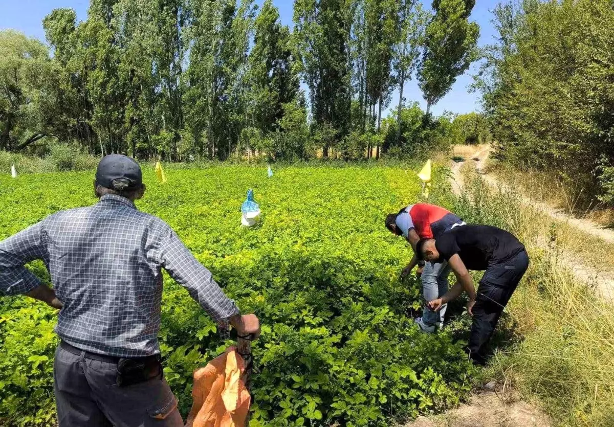 Emet\'te patates üreticilerine zararlılar ve hastalıklar hakkında bilgilendirme