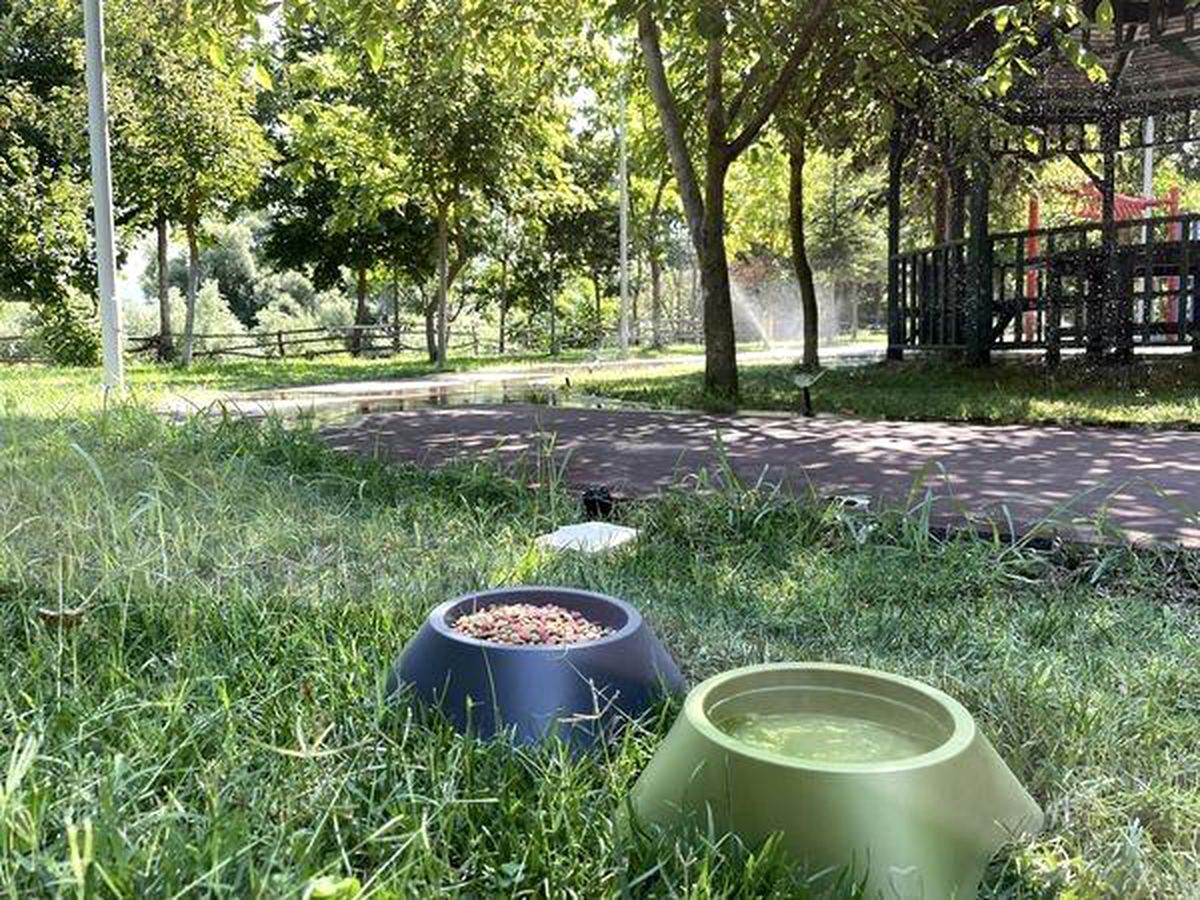 Osmaneli\'de Sokak Hayvanlarına Mama ve Su Yardımı