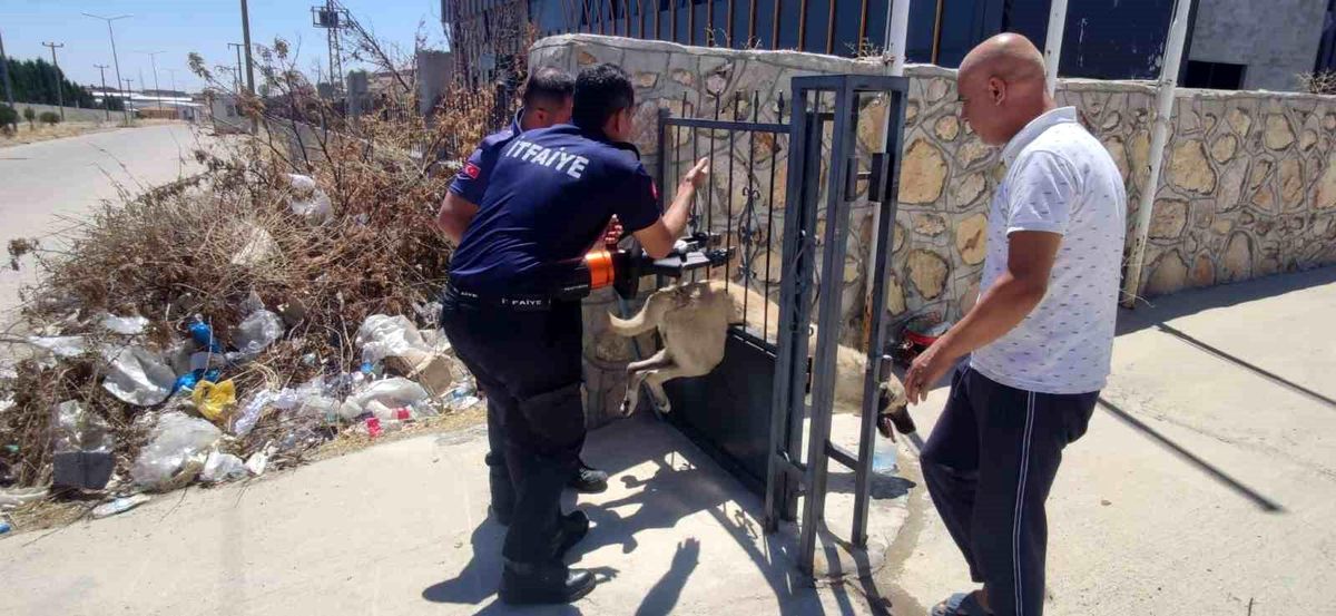 Adıyaman\'da Tekstil Atölyesinin Demir Kapısına Sıkışan Köpek Kurtarıldı