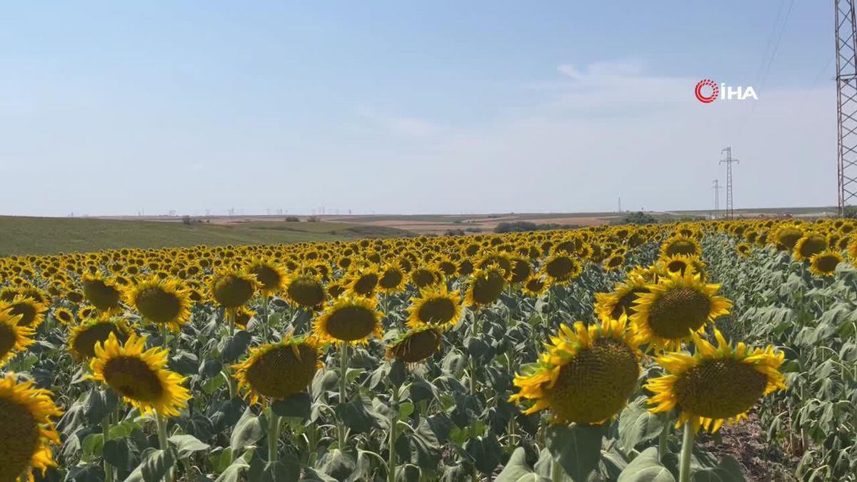 Gündöndüler Kırklareli\'ni sarıya boyadı