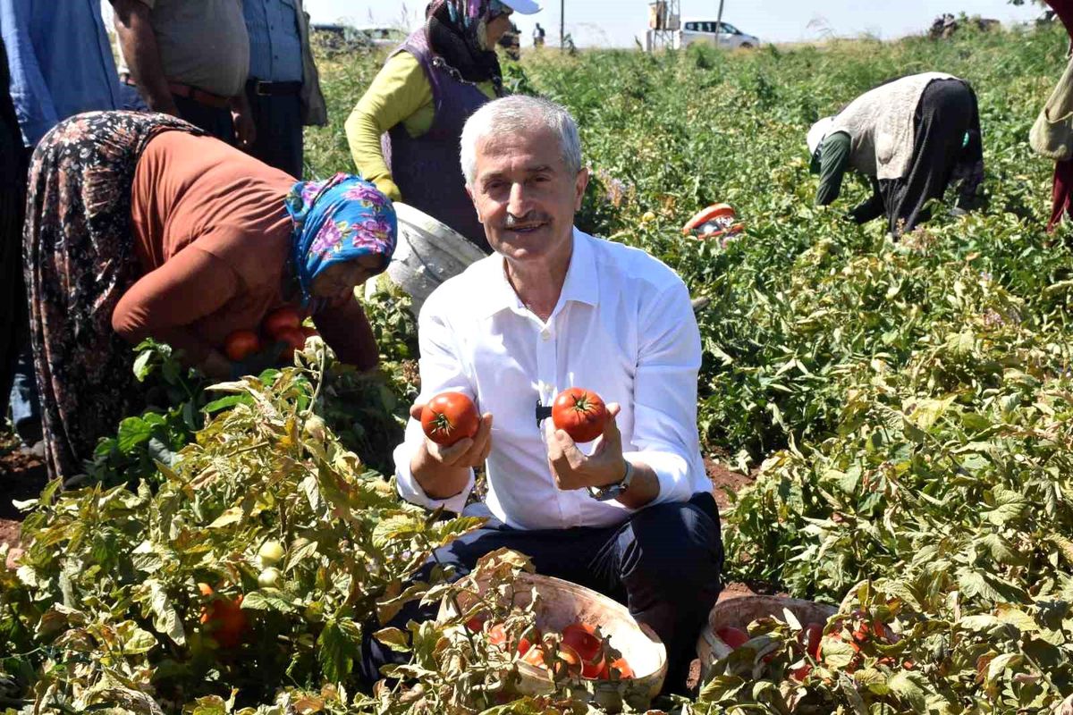 Şahinbey Belediyesi Çiftçilere Fide Desteği Sağlıyor