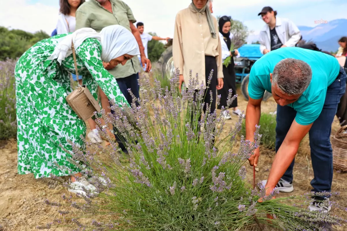Antalya\'da Lavanta Hasadı Yapıldı