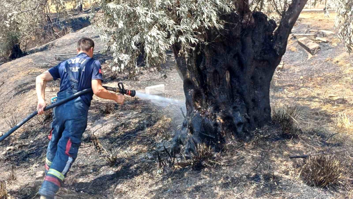 Aydın\'da Orman Yangınında Zeytin Ağaçları Yanmaya Devam Ediyor
