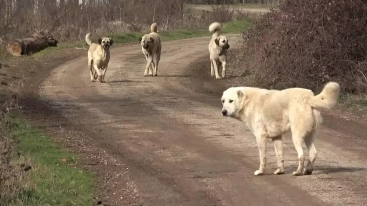 Başıboş köpeklere yönelik düzenlemede "ötanazi" kelimesi kanun tasarı metninden çıkarıldı