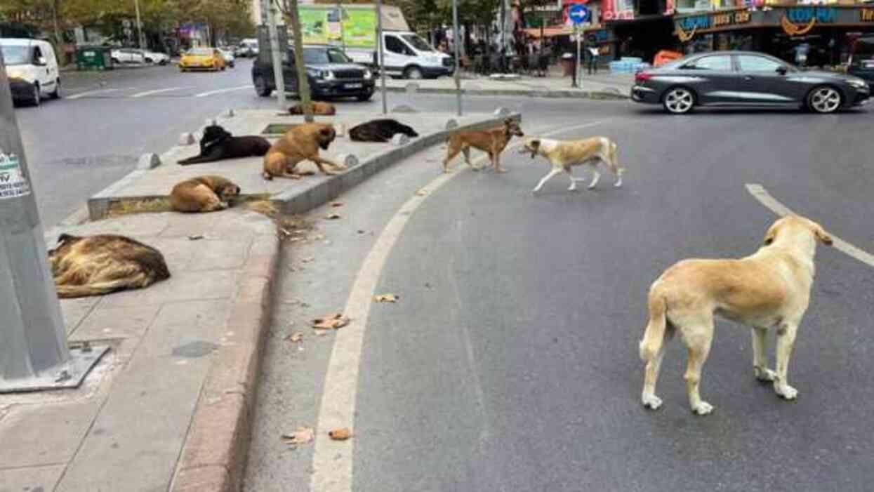 Başıboş köpeklere yönelik düzenlemede 'ötanazi' kelimesi kanun tasarı metninden çıkarıldı