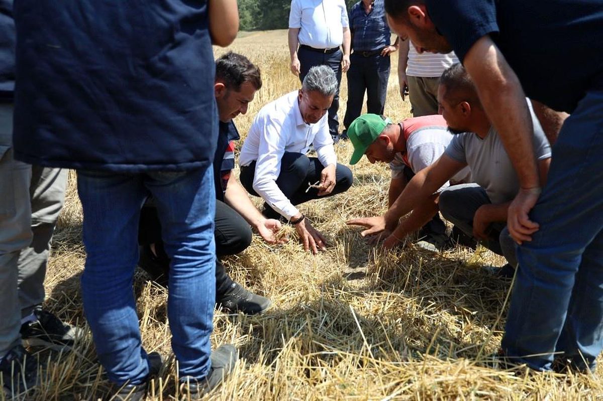 Bilecik İl Tarım ve Orman Müdürü, çiftçilerle birlikte biçerdöver hasadına katıldı