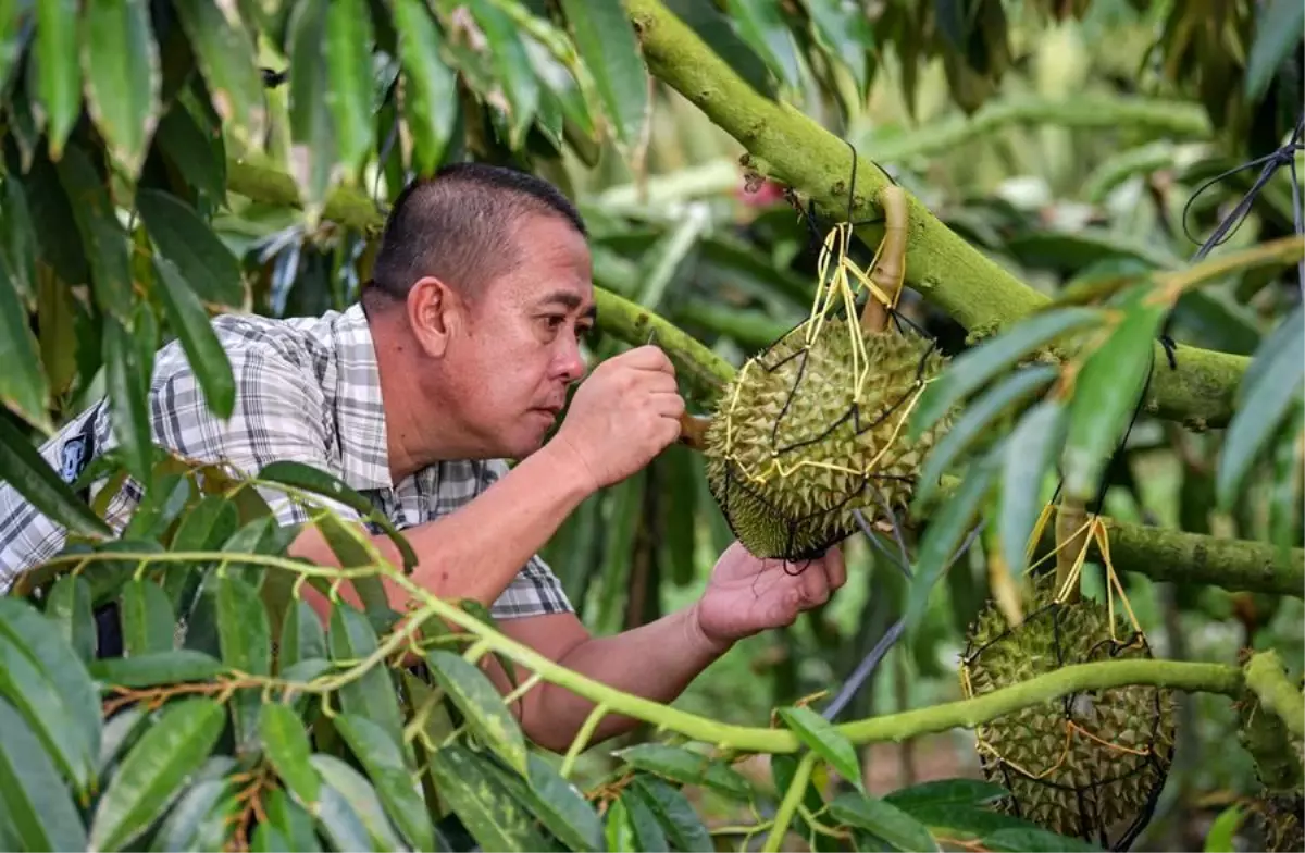 Çin ve ASEAN Ülkeleri Arasında Durian Endüstrisi İttifakı Kuruldu