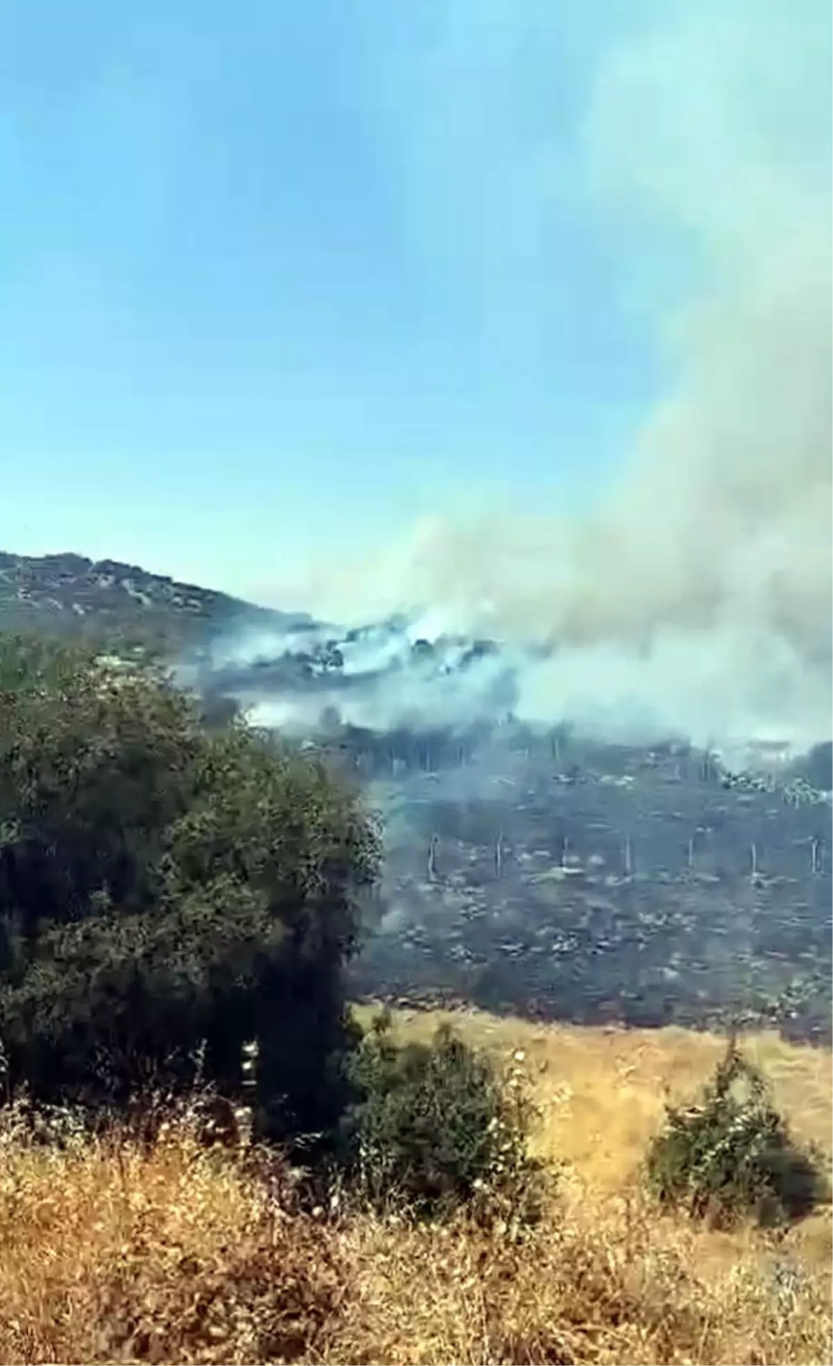 Kahramanmaraş\'ta Orman Yangını