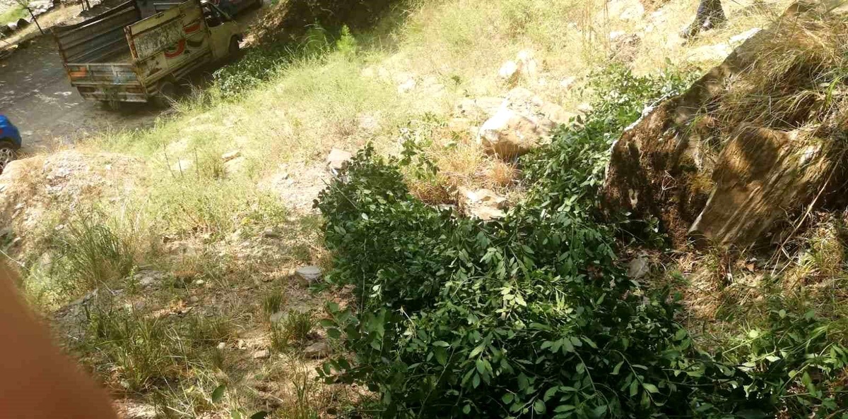 Aydın\'da Kaçak Ağaç Kesimi Yapan 3 Şahıs Yakalandı