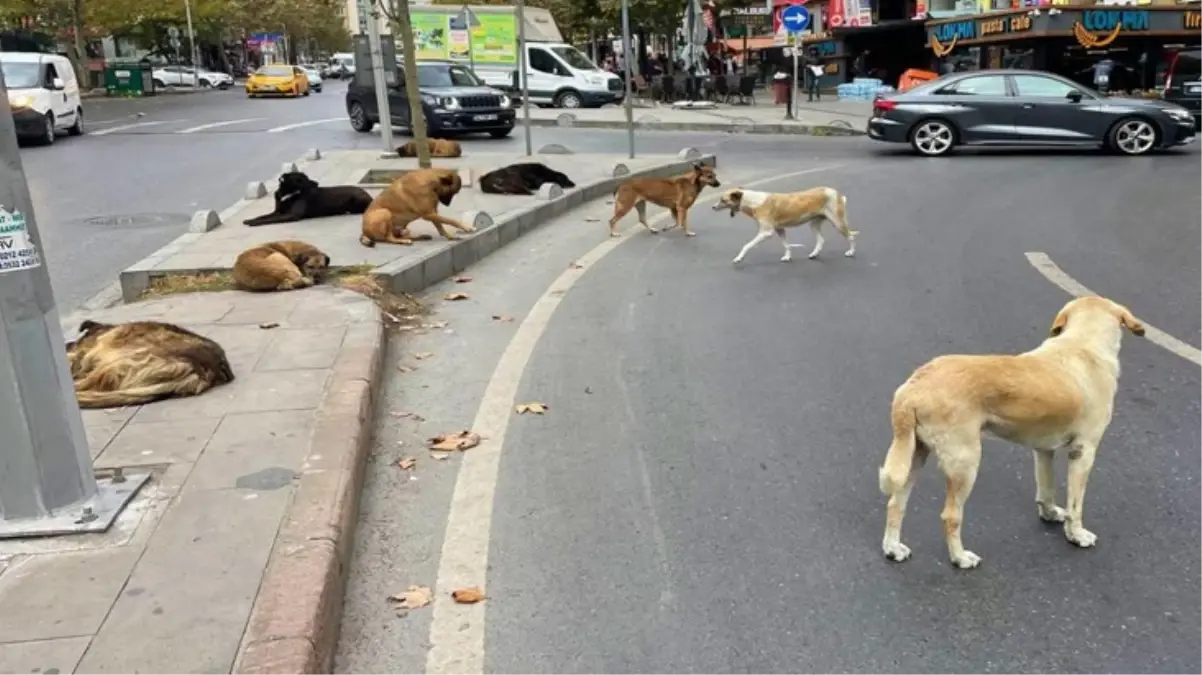 Sokak köpeklerine yönelik düzenlemede \'\'ötanazi\'\' kelimesi çıkarılıyor