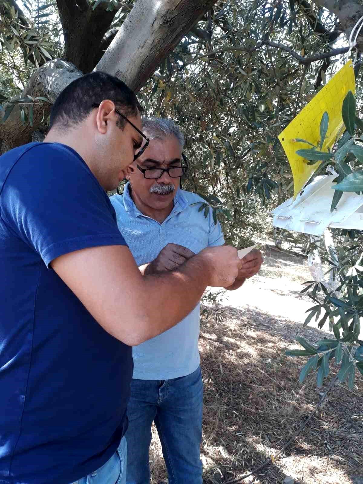 Aydın\'ın Söke ilçesinde zirai mücadele kapsamında tuzaklar kontrol edildi