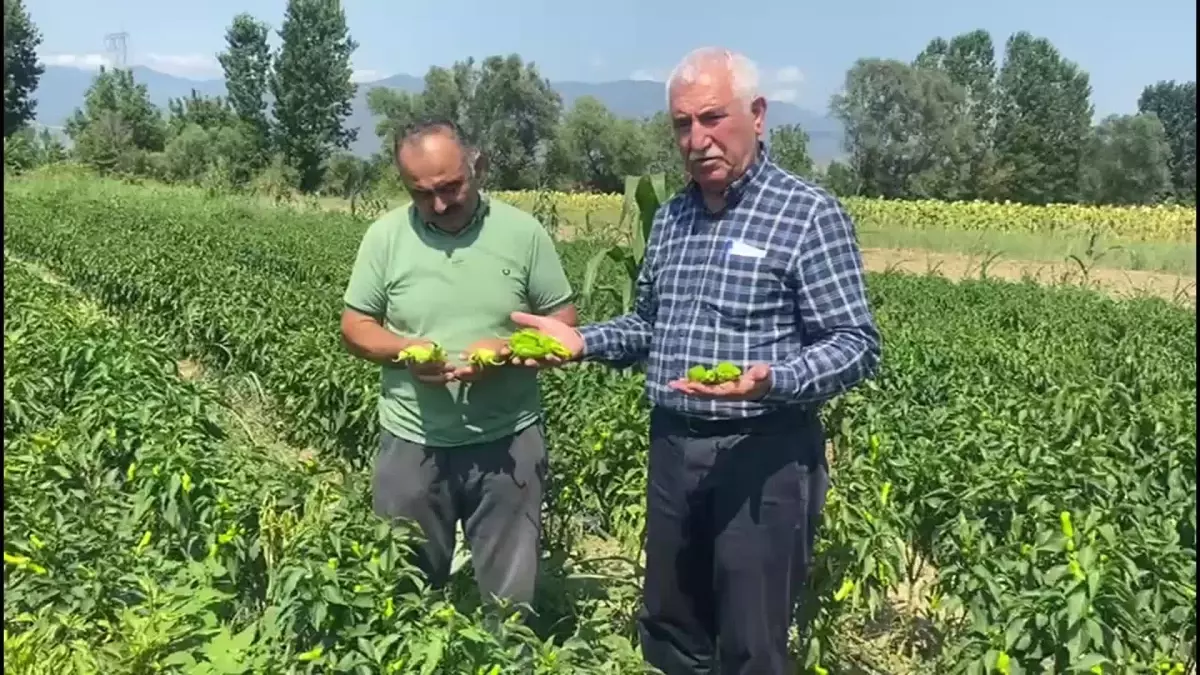 Çiftçilerin Sorunları: Ürünleri Satamıyoruz, Kazanç Sağlayamıyoruz