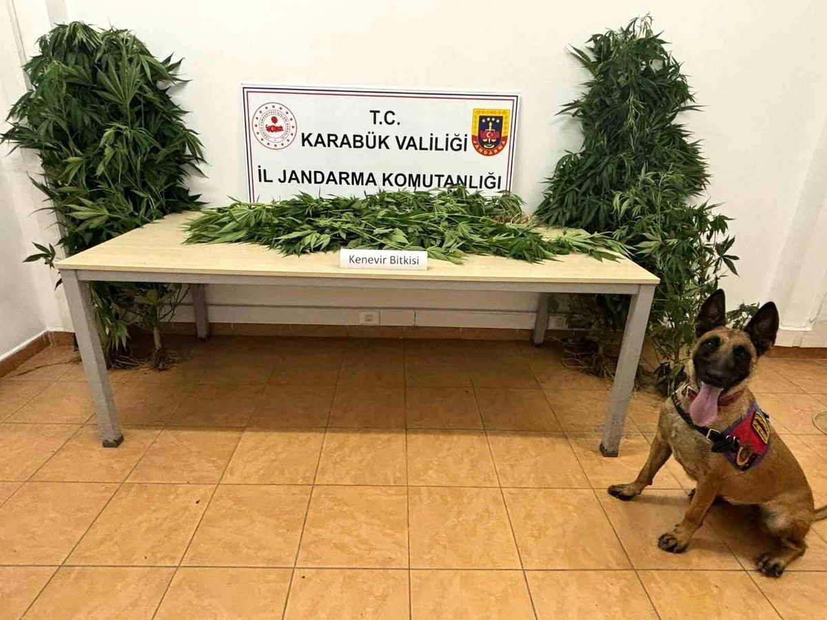 Safranbolu\'da Hint Keneviri Ele Geçirildi