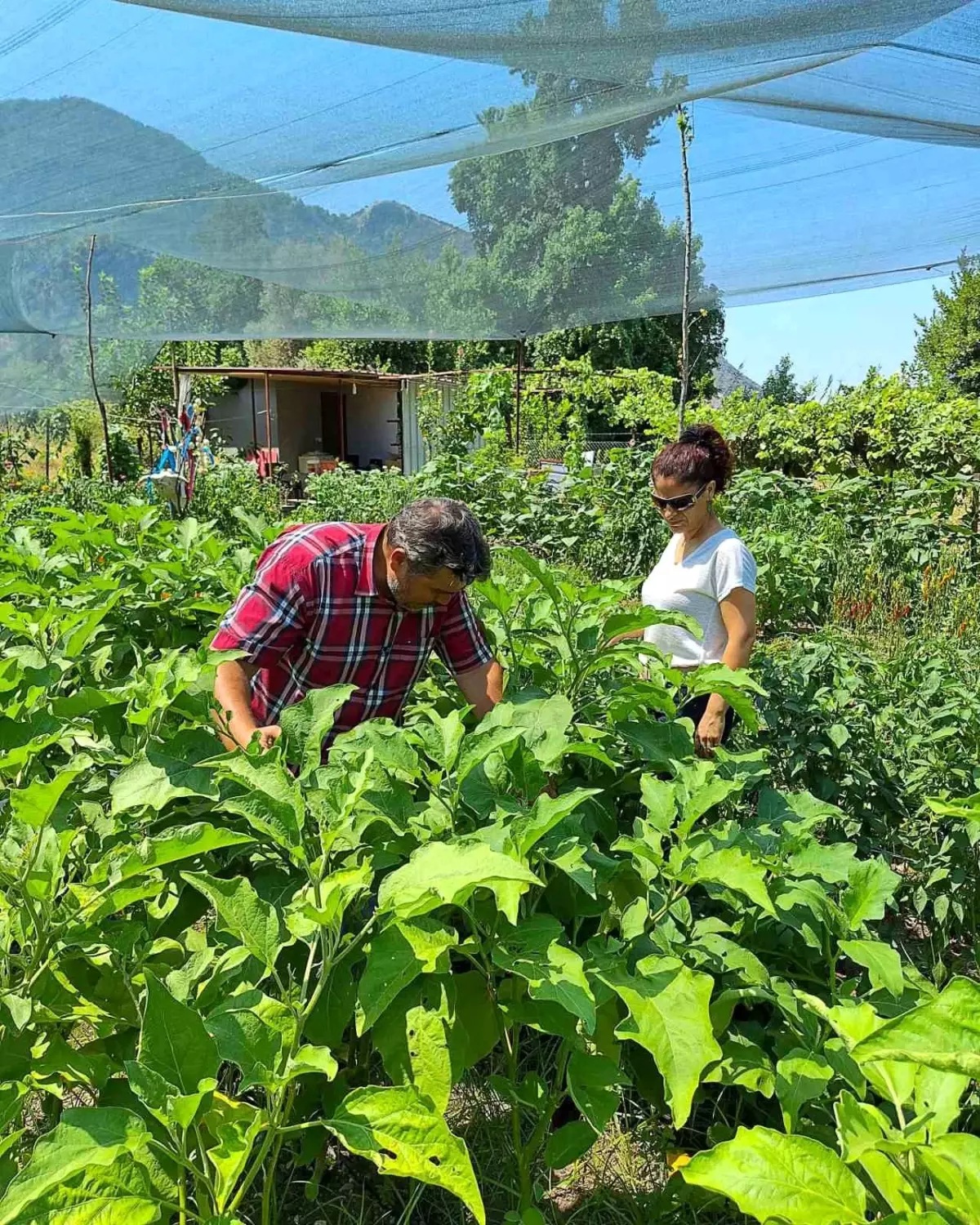 Ortaca İlçe Tarım ve Orman Müdürlüğü, TAKE Projesi ile Bitkisel Üretimi Destekliyor