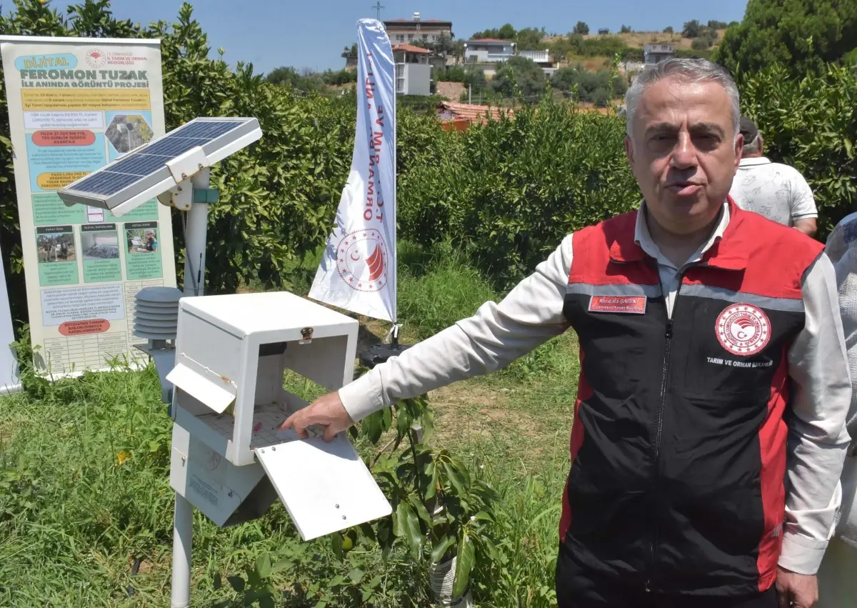 Akdeniz Meyve Sineğiyle Mücadelede Teknoloji Kullanılıyor