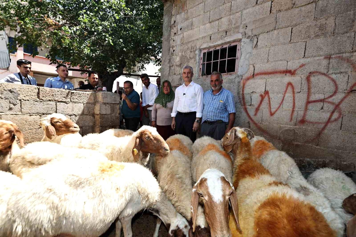 Şahinbey Belediyesi\'nin Hayvan Desteğiyle Geçimini Sağlayan Vatandaşın Koyun Sayısı 130\'a Ulaştı