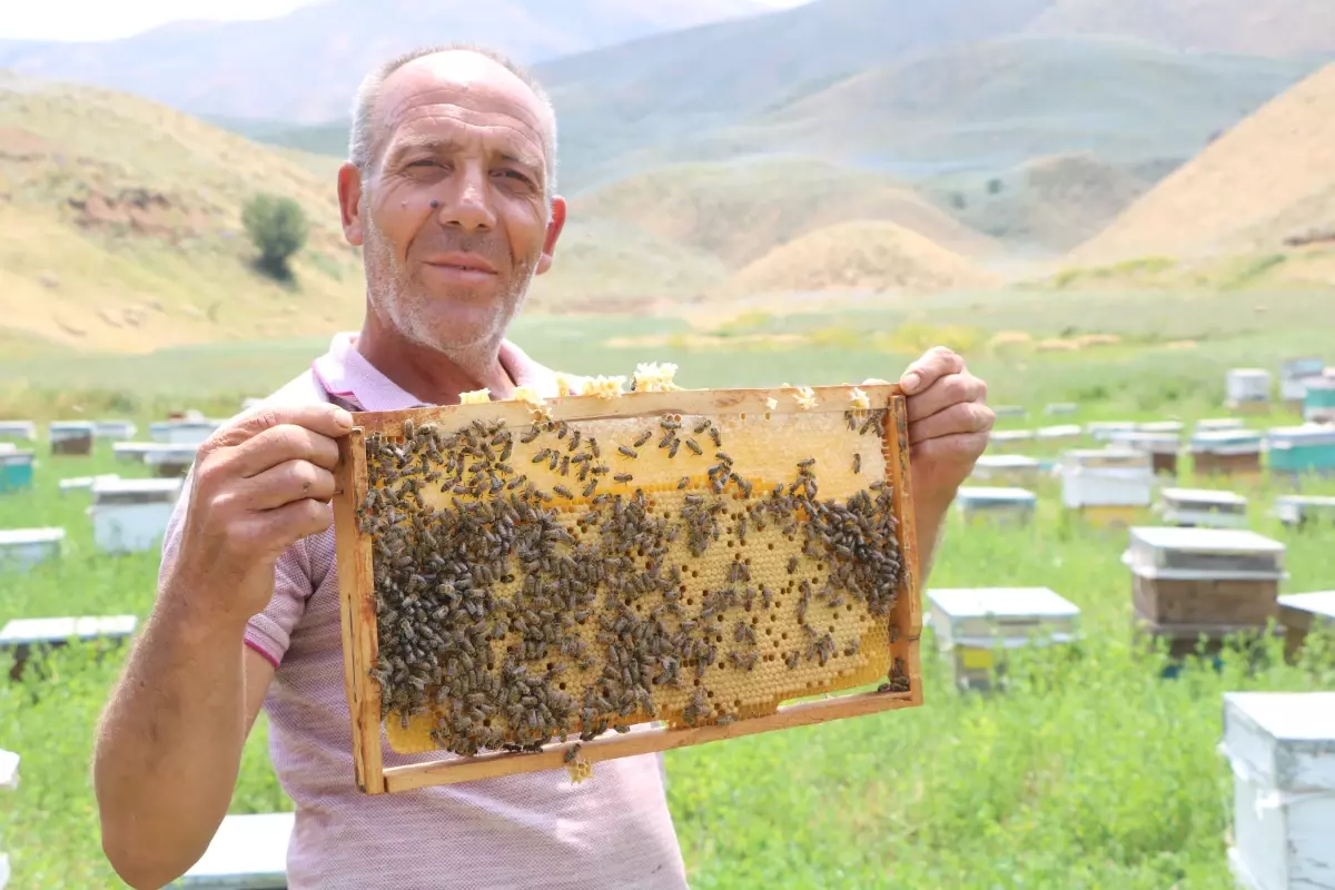 Bodrumlu Arıcı Yüksekova\'da Bal Hasadına Hazırlanıyor