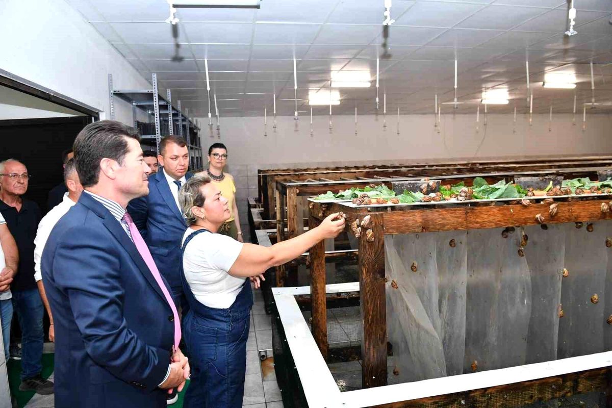 Trabzon\'da Kadın Girişimci Salyangoz Üretim Tesisi Kurdu