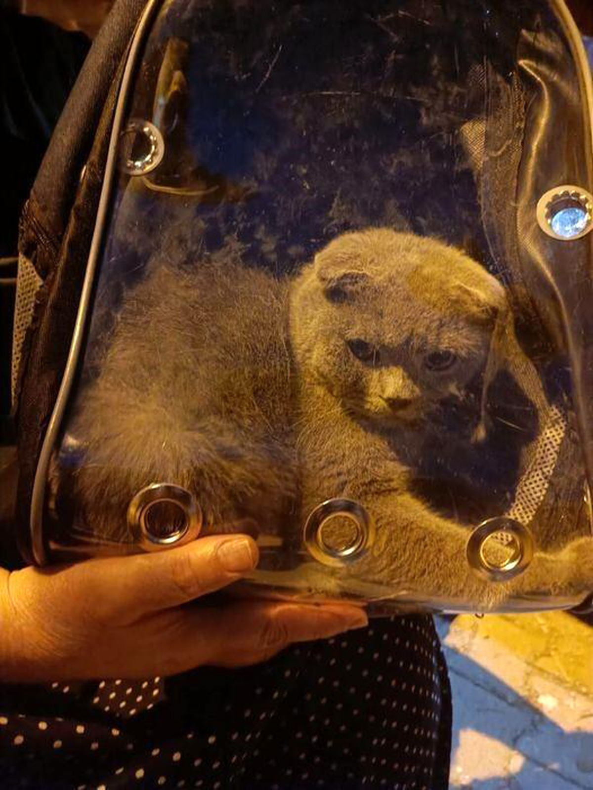 Çankırı\'da demirlere sıkışan kedi itfaiye ekipleri tarafından kurtarıldı