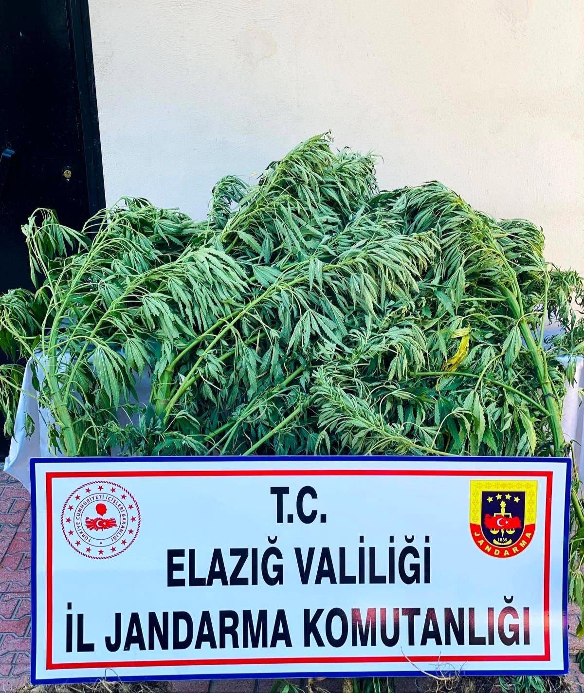 Elazığ\'da 112 kök kenevir ele geçirildi