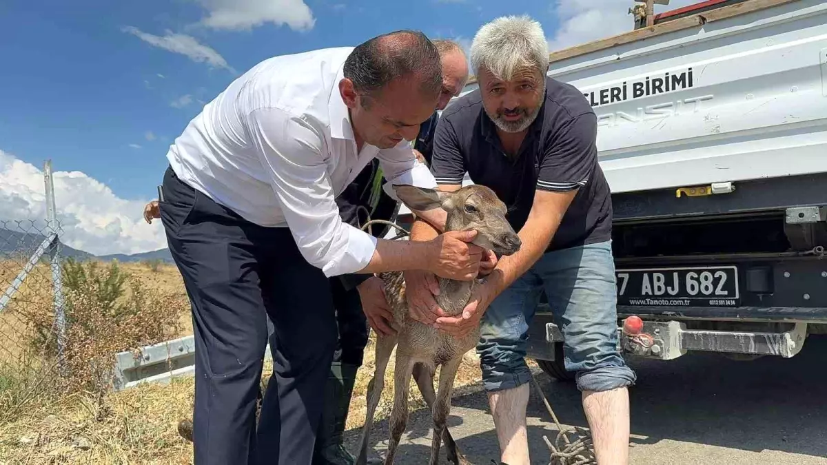 Kastamonu\'da Su Kanalına Düşen Karaca Kurtarıldı