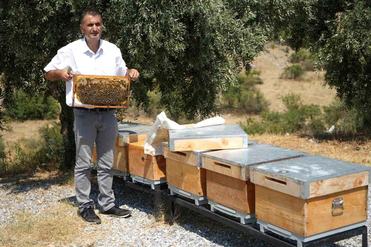 Manisa\'da Yüksek Sıcaklıklar Arıların Bal Üretimini Etkiliyor
