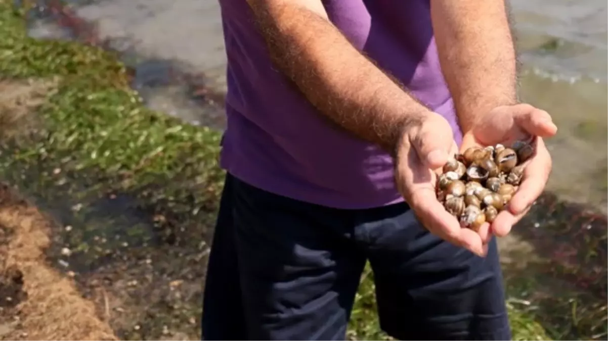 Eğirdir Gölü\'nde kirlilik ve su yosunları nedeniyle binlerce su canlısı öldü