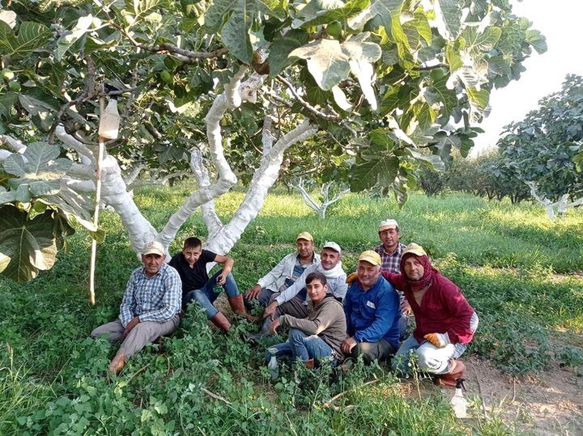 Aydın\'da İncir Hasadı Erken Başladı