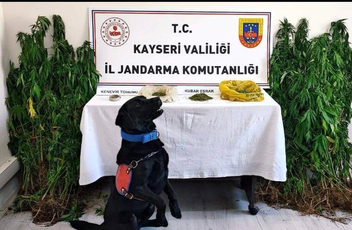 Kayseri\'de 206 kök hint keneviri ele geçirildi