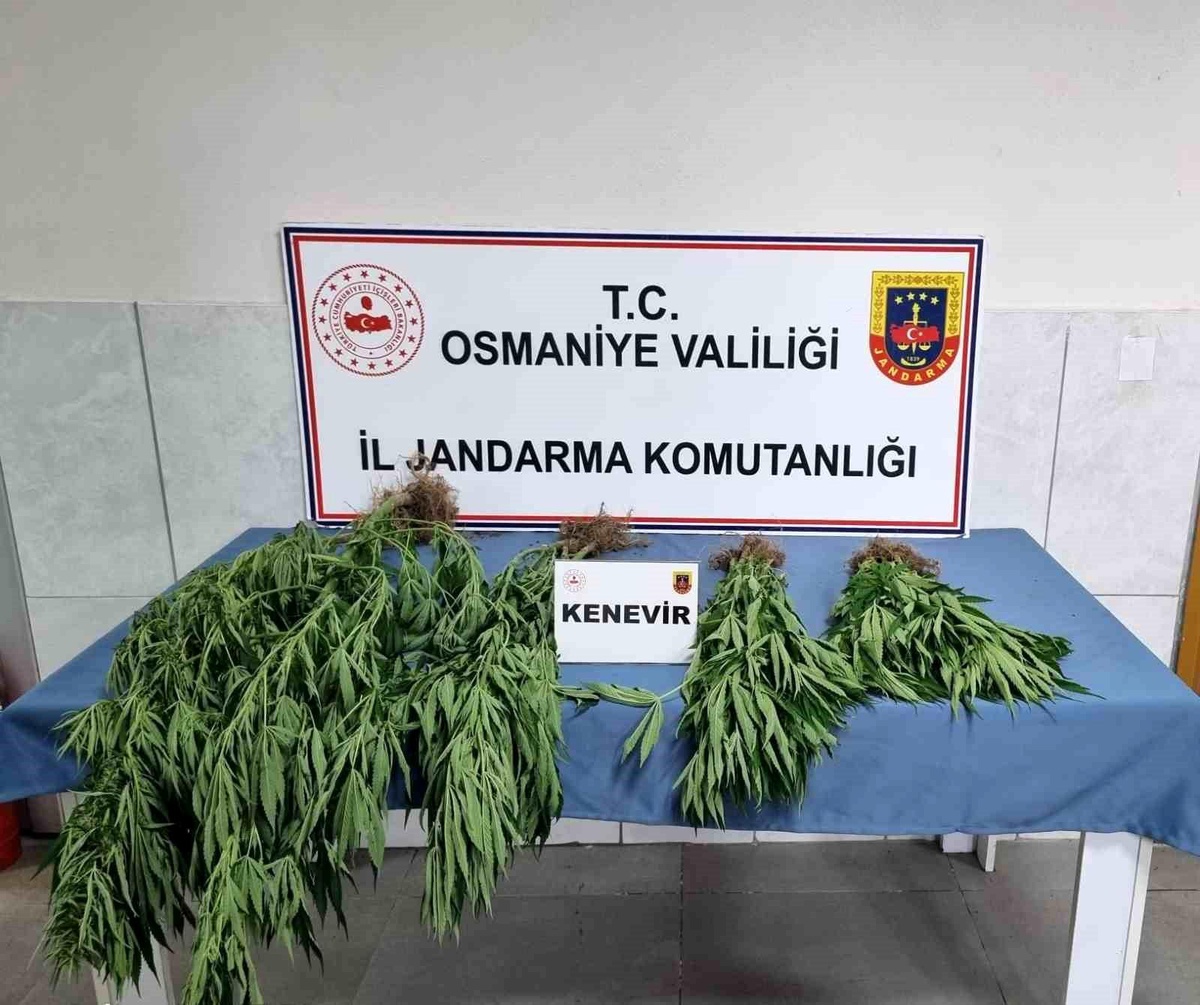 Osmaniye\'de Jandarma Operasyonunda 155 Kök Kenevir Ele Geçirildi