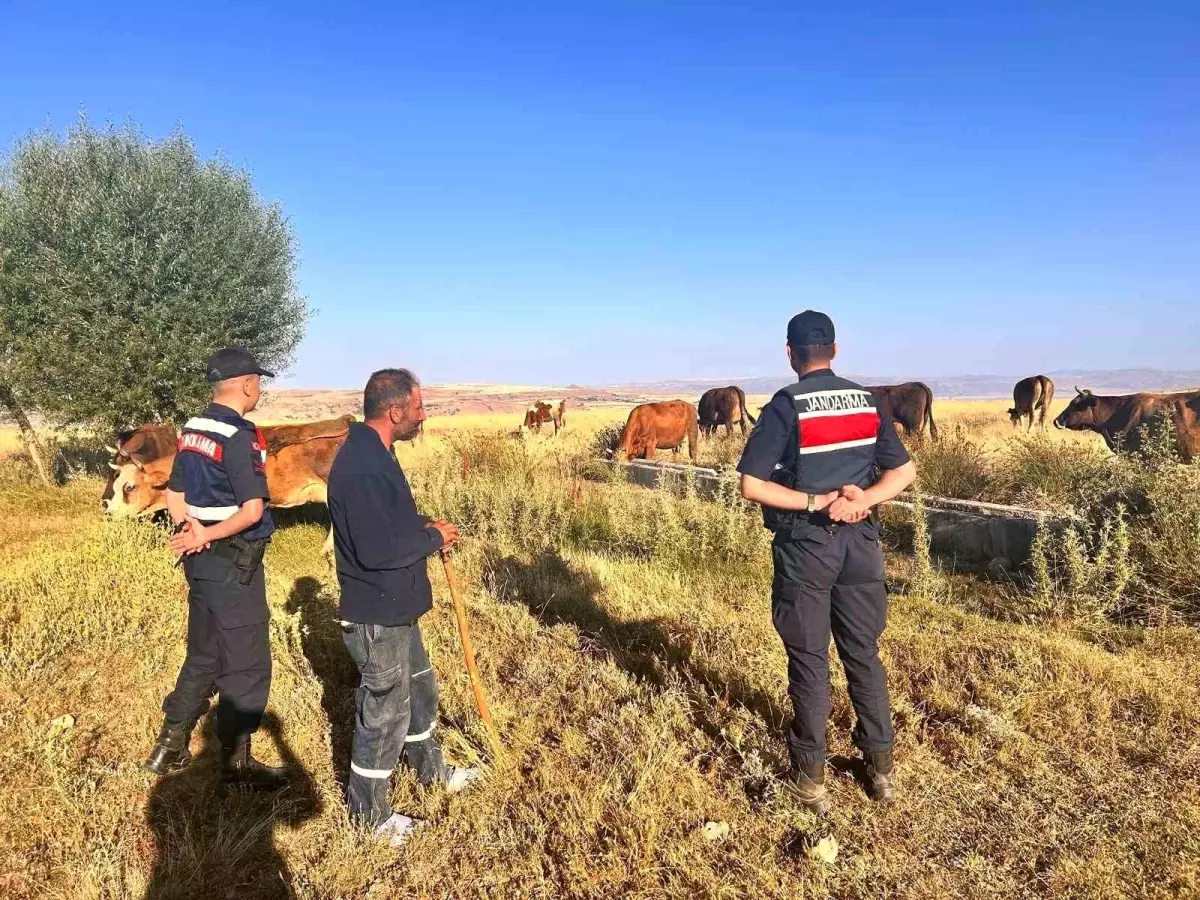 Kayseri\'de Kaybolan Hayvanlar Jandarma Tarafından Bulundu