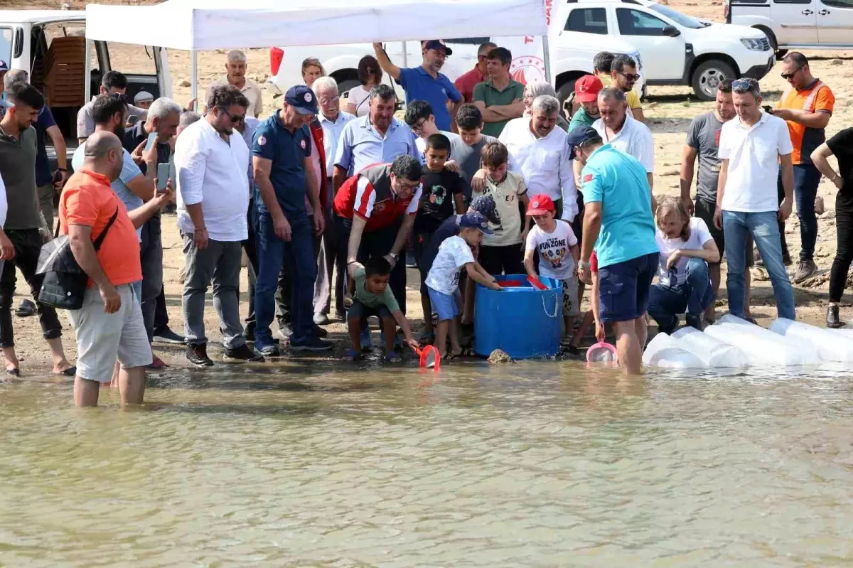 Muğla\'da 370 Bin Sazan Yavrusu Doğal Yaşam Alanlarına Bırakıldı