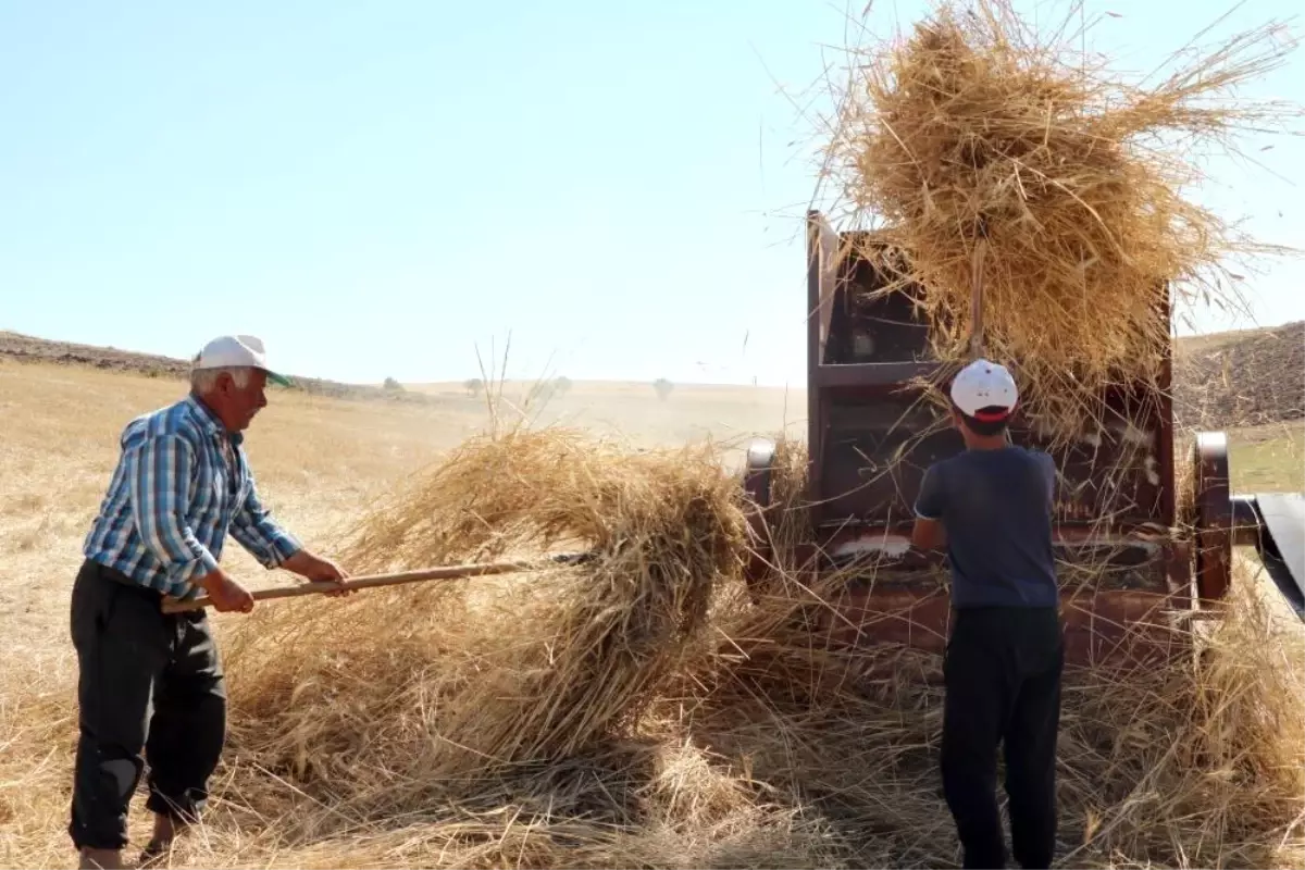 Erzincan\'da Köylüler, Hayvanlarının Kışlık Yiyeceğini Çıkarmak İçin Patos Vuruyor