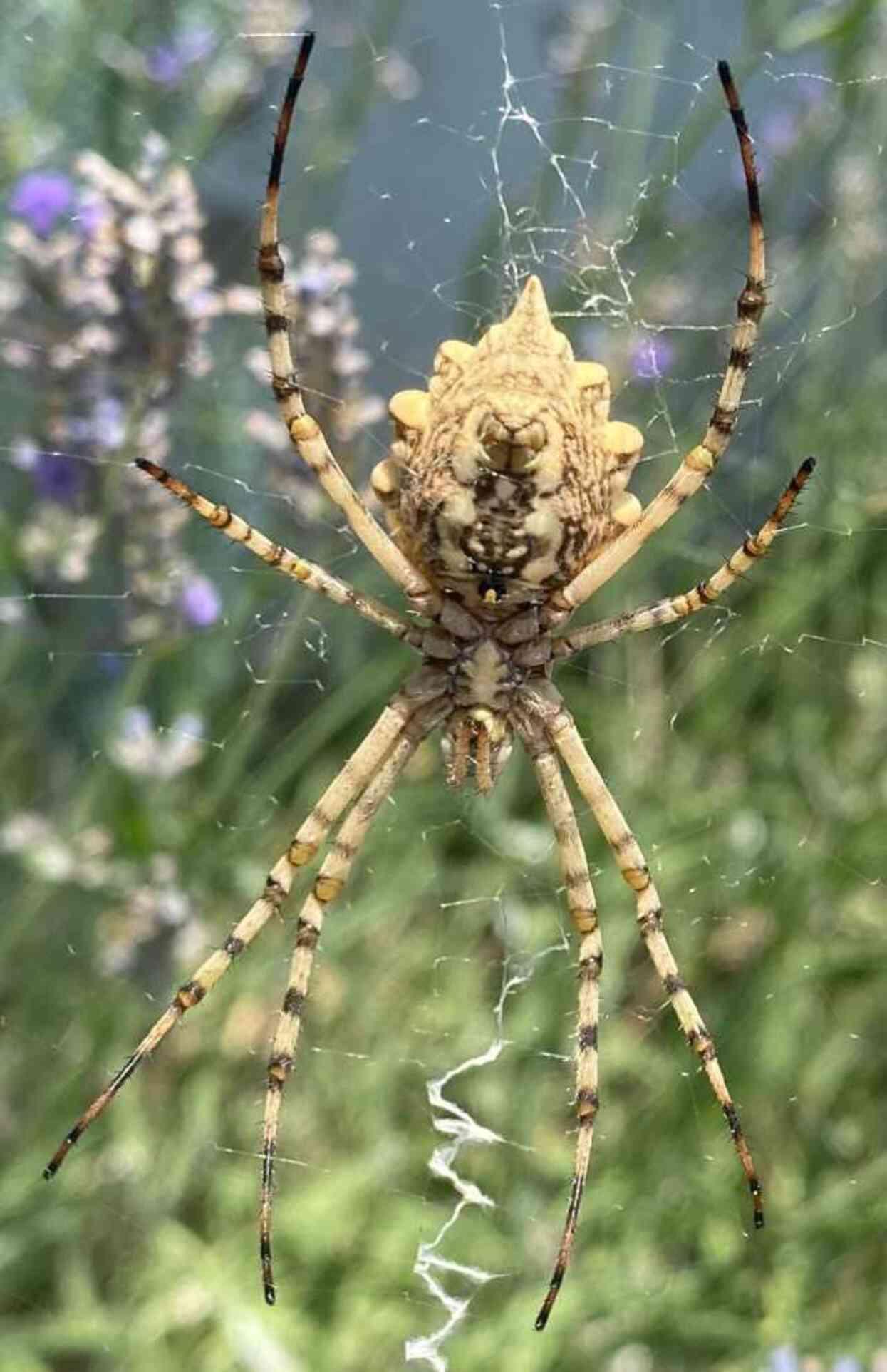 Dünyanın en zehirli örümceklerinden Loplu Örümcek Aksaray'da görüldü