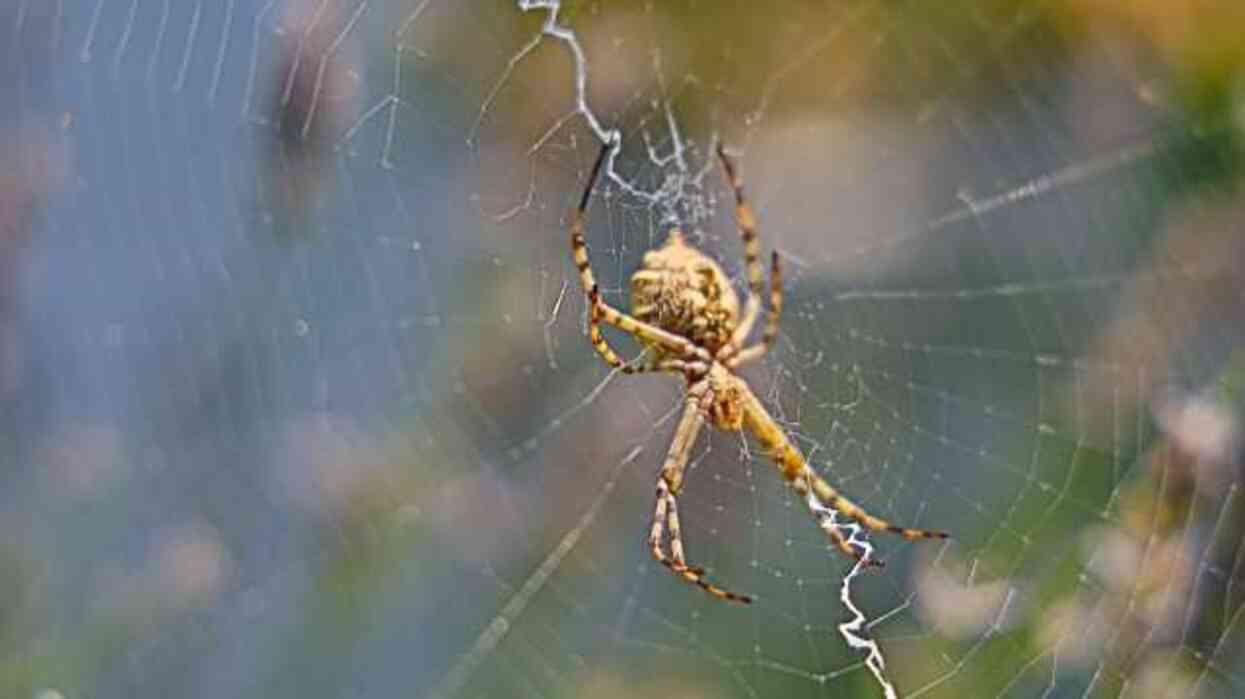 Dünyanın en zehirli örümceklerinden Loplu Örümcek Aksaray'da görüldü