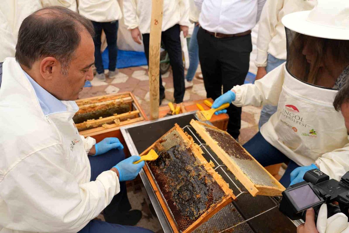 Bingöl Balında Hasat Dönemi Başladı