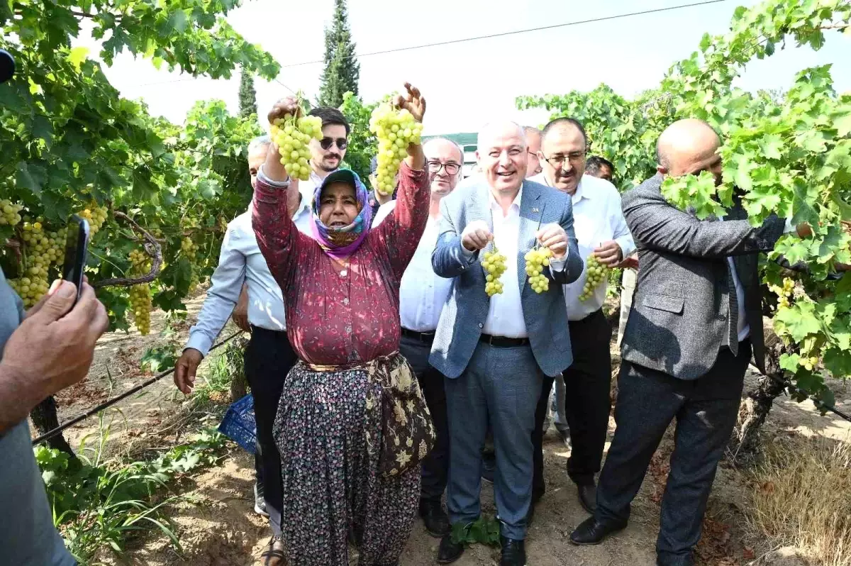 Denizli\'de Erkenci Üzüm Hasadı Başladı