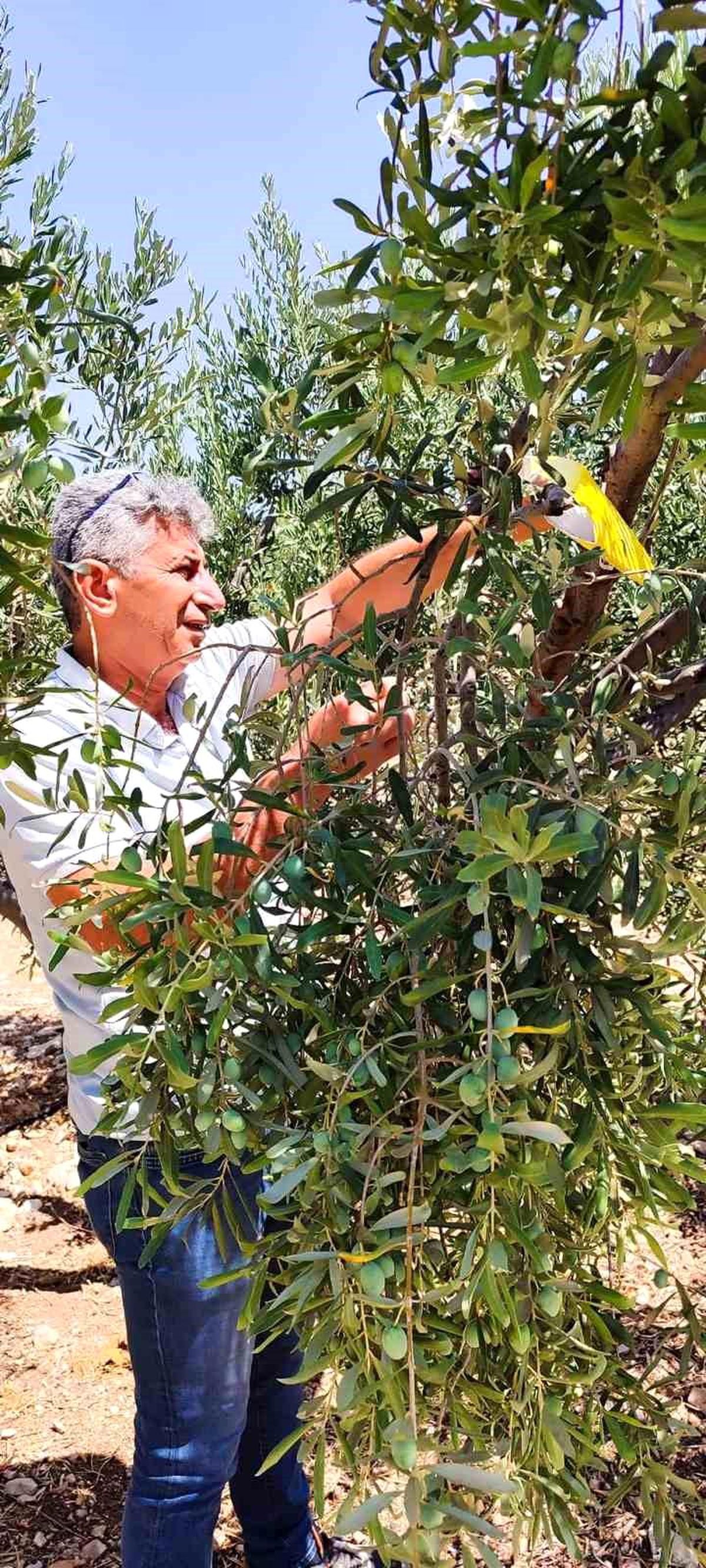 Didim\'de Zeytin Sineğiyle Mücadele Çalışmaları Devam Ediyor