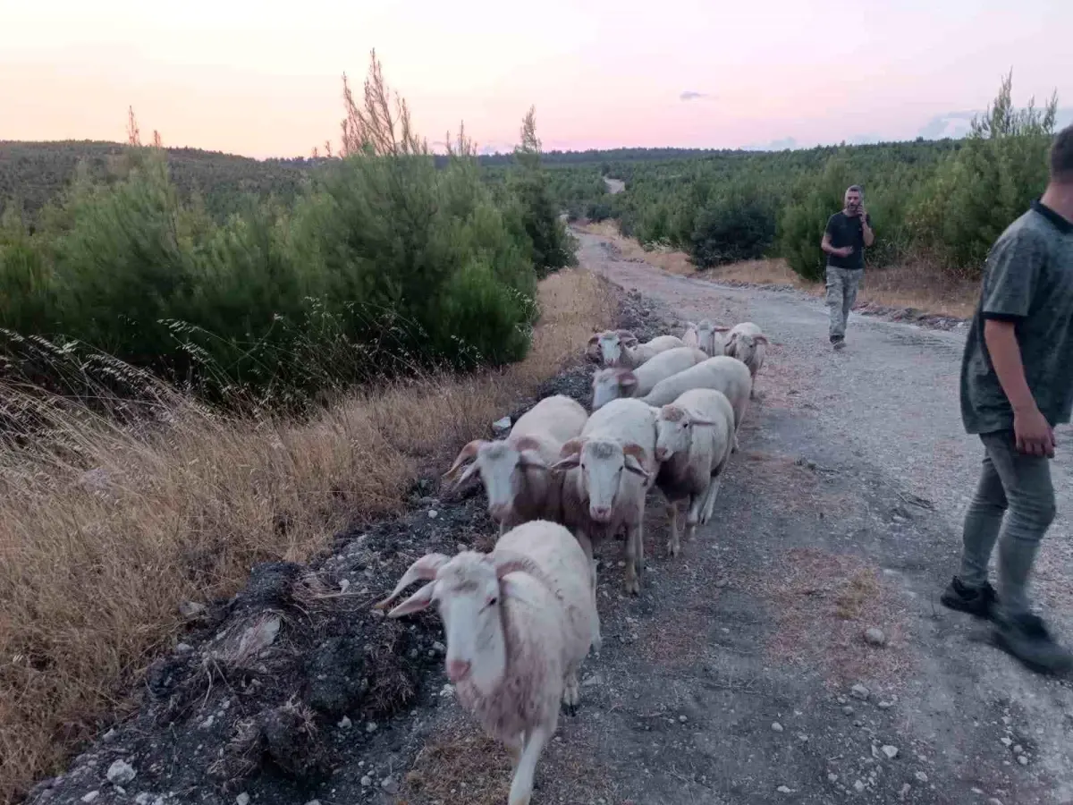 Soma\'da kaybolan 9 koyun dron yardımıyla bulundu