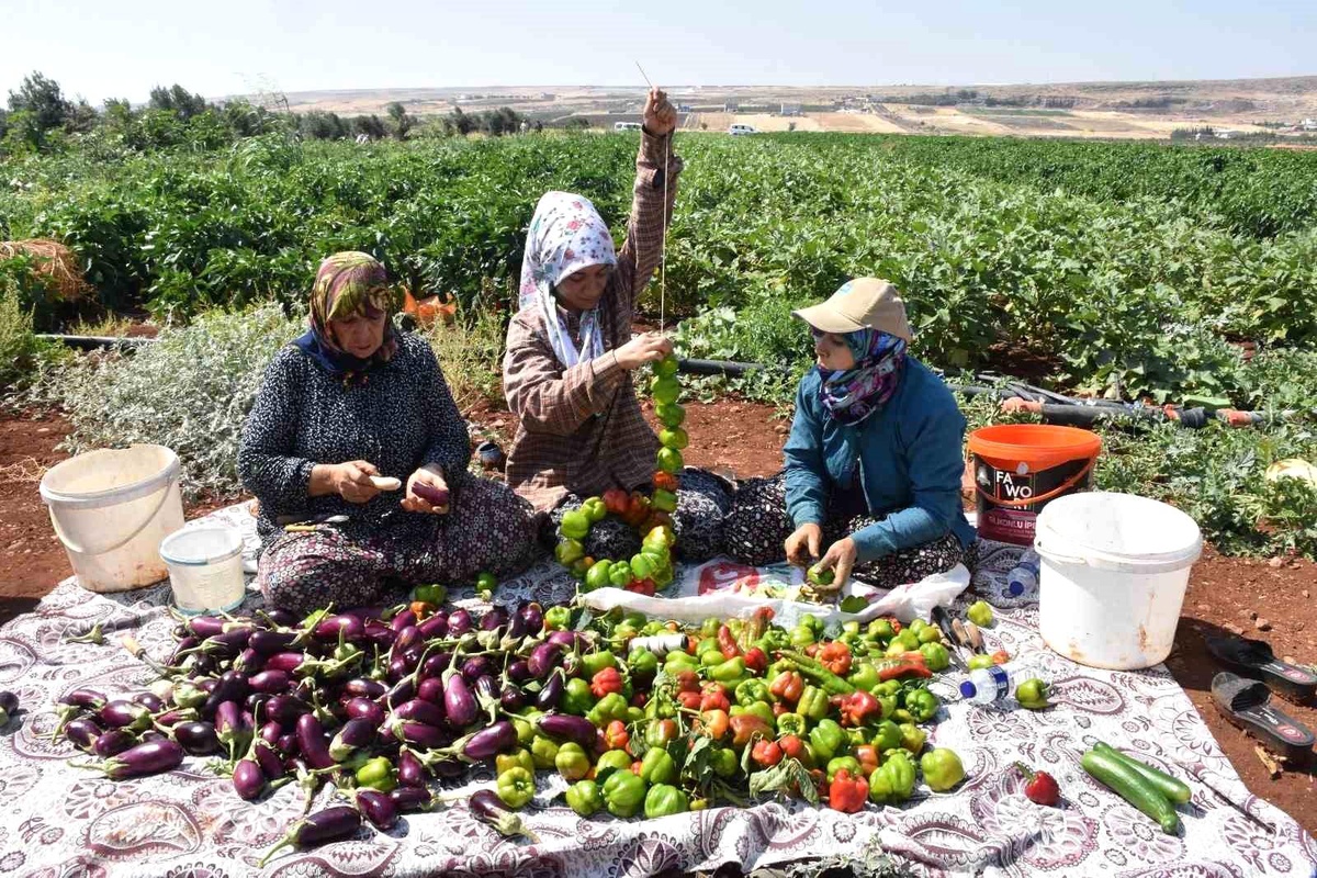 Gaziantep\'te Kadınlar Fideleri Topladı, Kurutmalık Yapmak İçlerini Oyup Güneşe Bıraktı