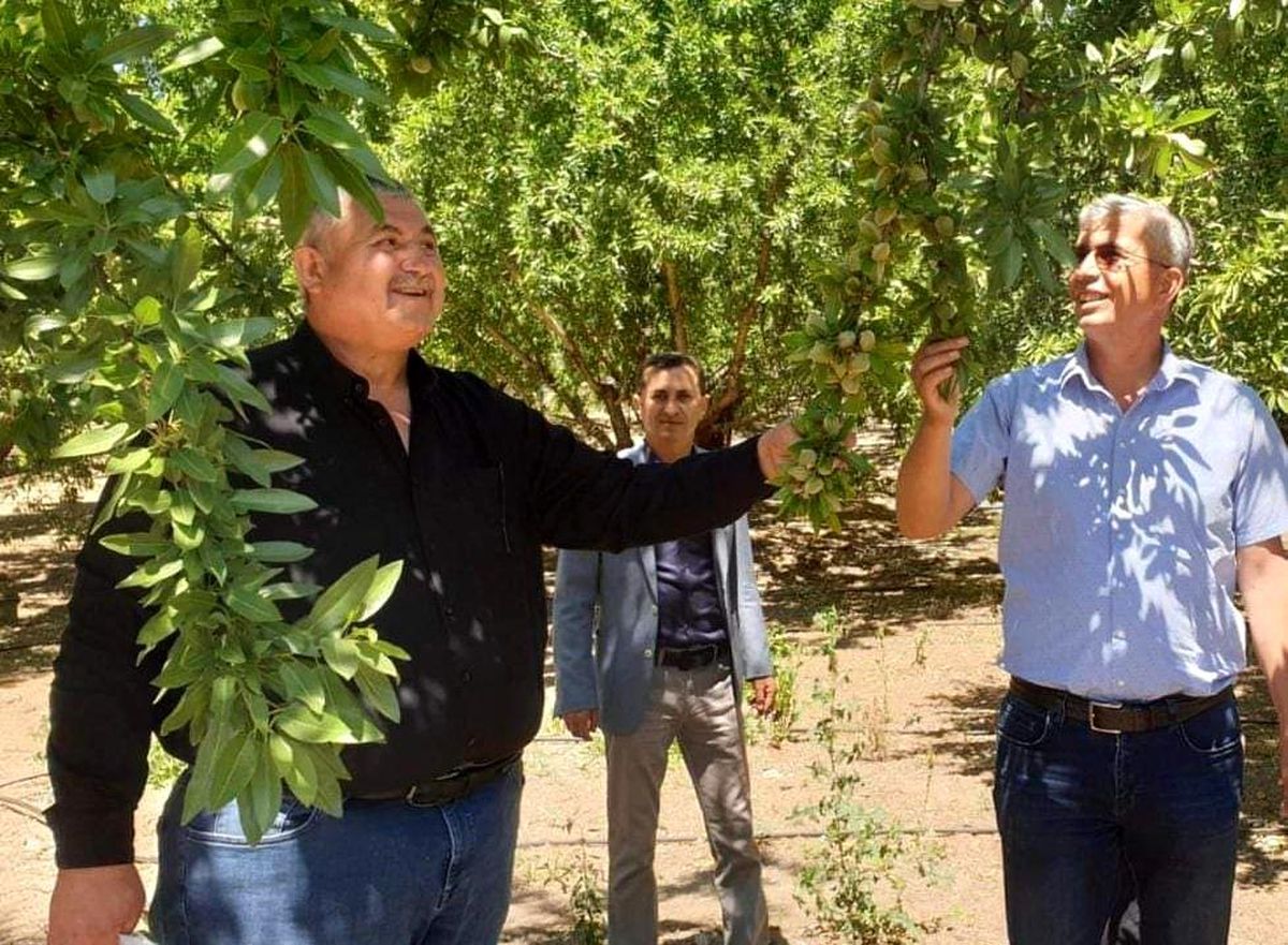 Adıyaman\'da Badem Üreticileri Randıman Alım Fiyatının Artırılmasını Talep Ediyor