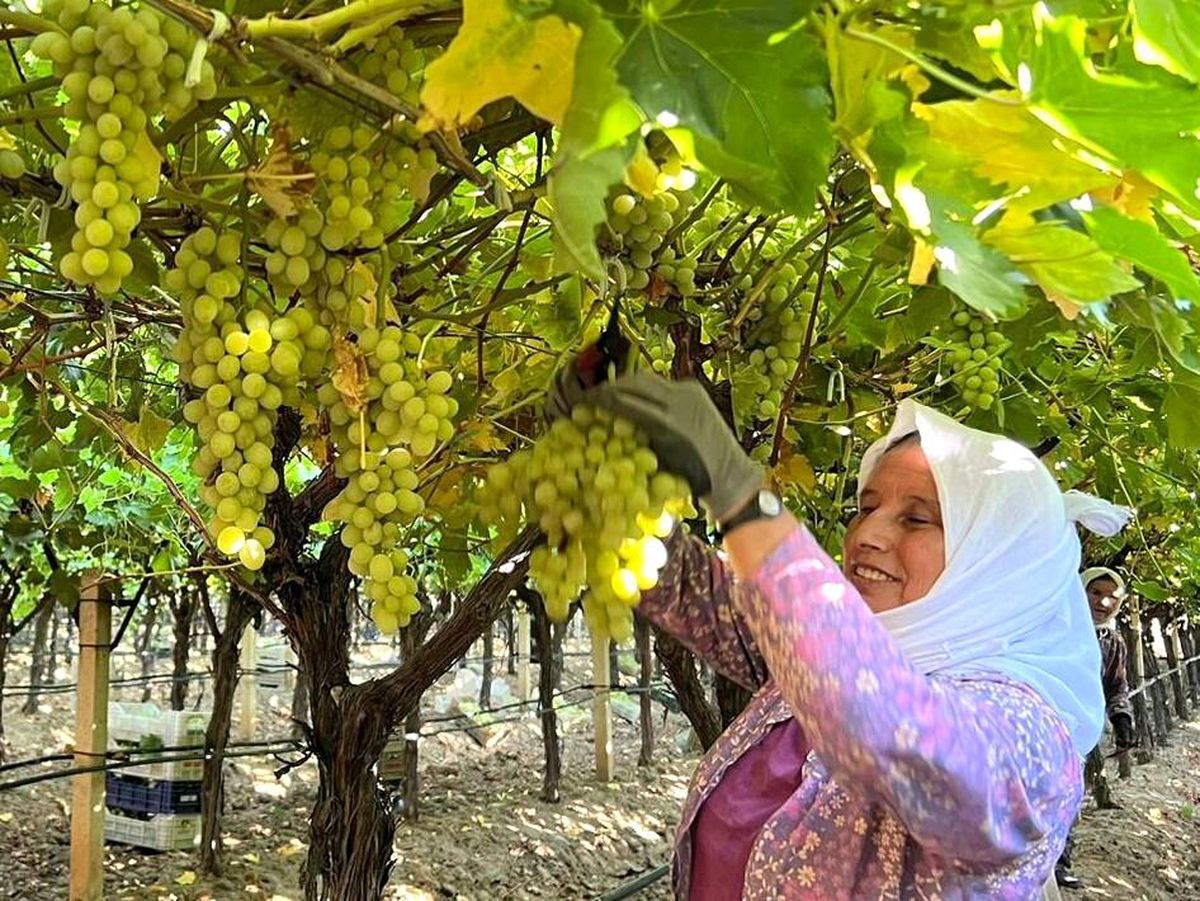 Manisa Sarıgöl\'de Üzüm Hasadı Başladı