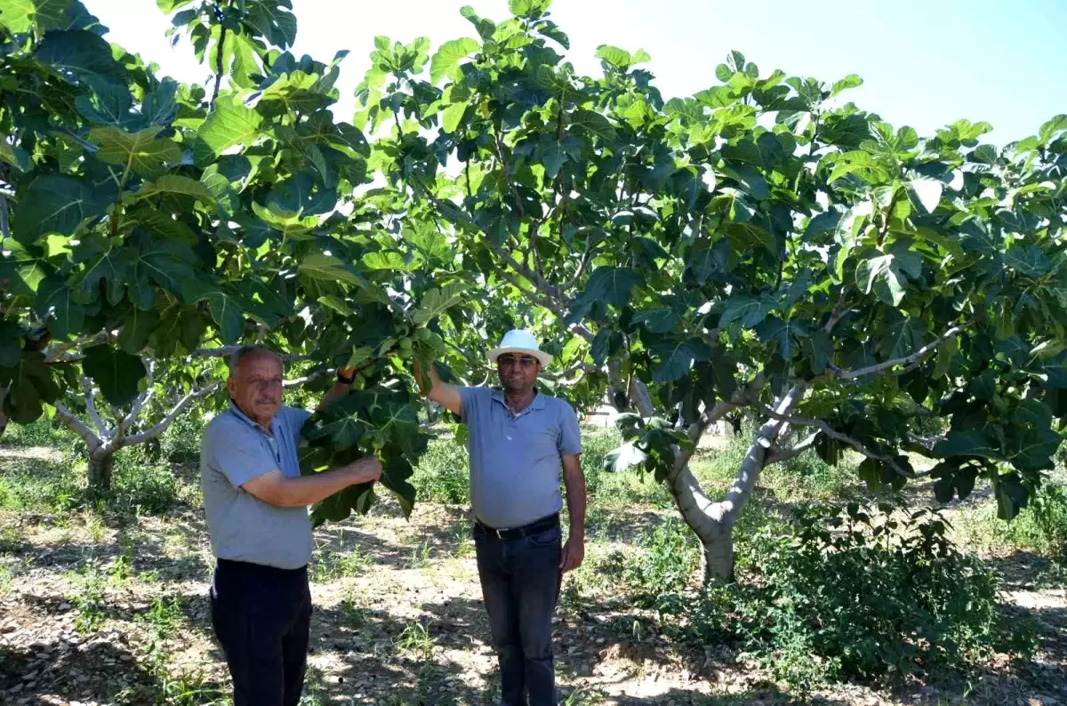 Ürünlü Mahallesi\'nde İncir Rekoltesi Artıyor