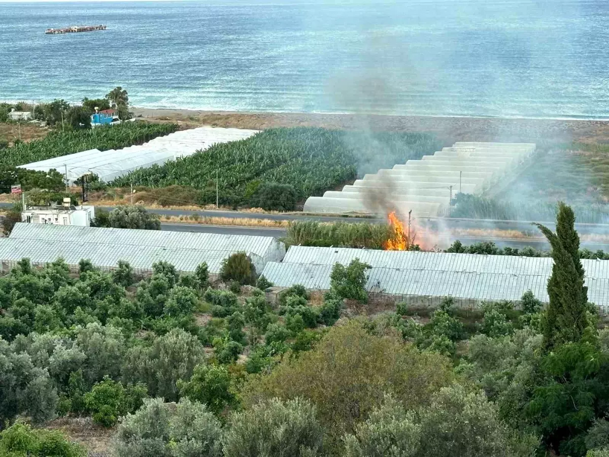 Alanya\'da avokado bahçesinde yangın çıktı