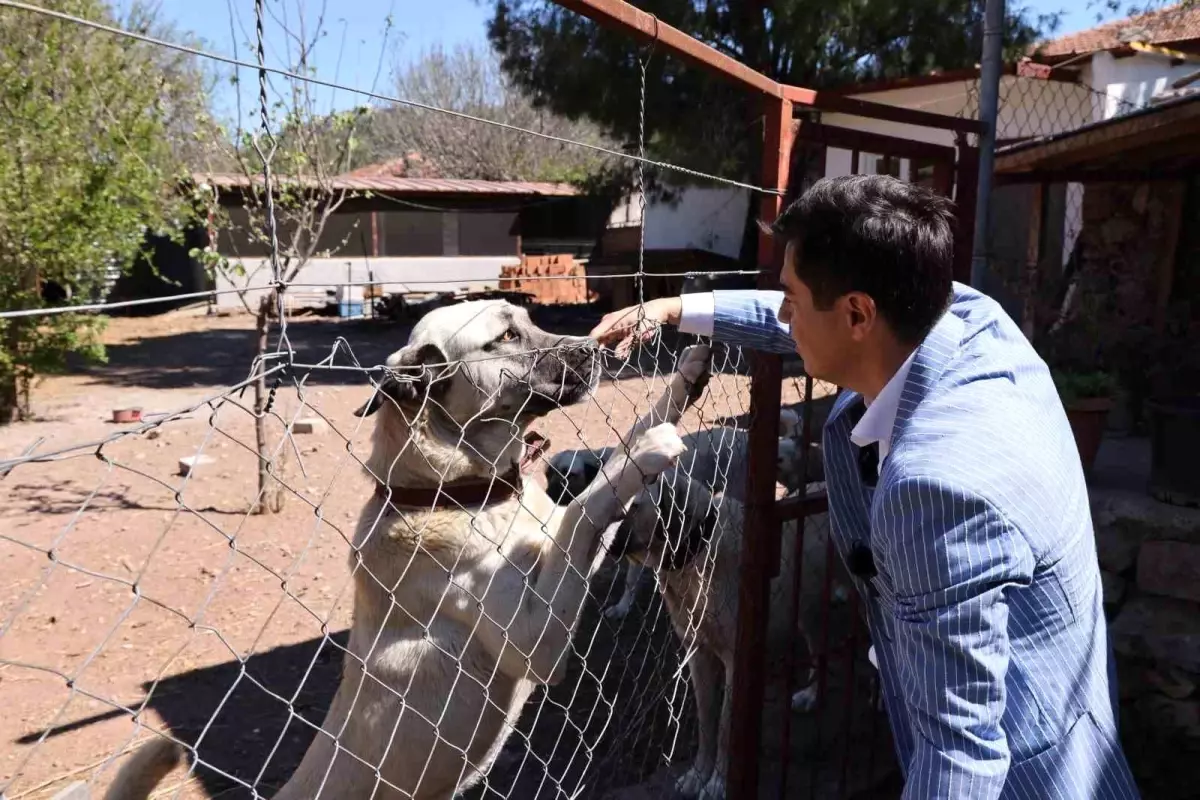 Marmaris Belediye Başkanı Acar Ünlü, Sahipsiz Hayvanlara Sahiplenme Çağrısında Bulundu